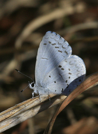 Atlantic Azure